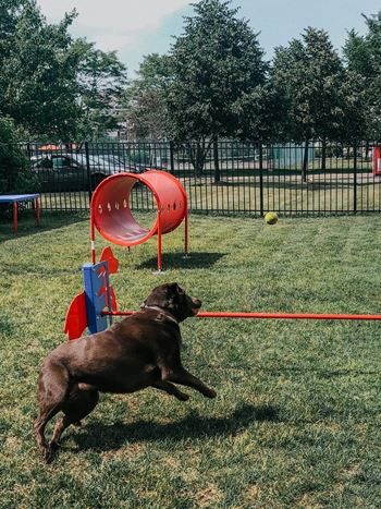 Dog park 